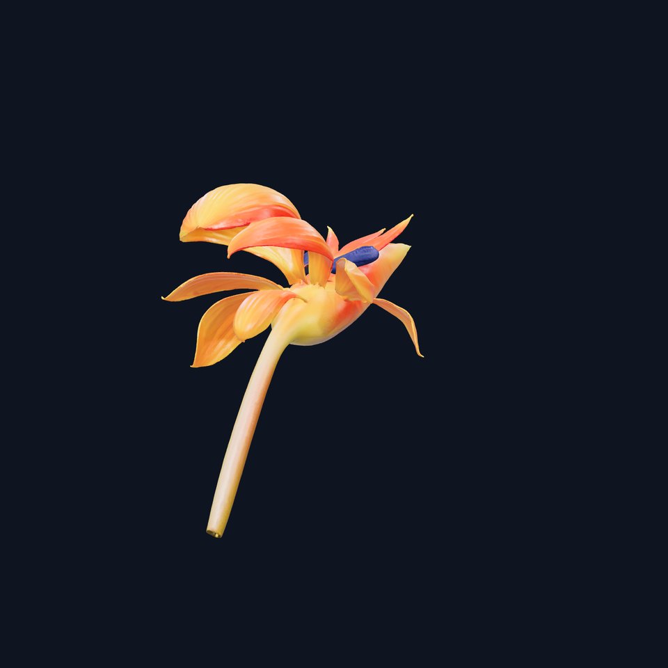 Vibrant Bird of Paradise model pack